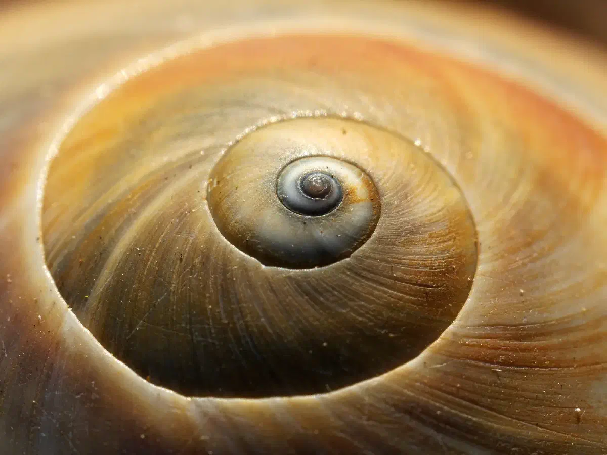 Shell Sort in Python